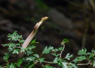 Retrato da jovem serpente Aesculapiana (Zamenis longissimus) nos ramos de uma árvore — Fotografia de Stock