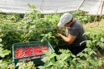 Женщина-садовница проверяет ягоды, собирая спелую малину в пластиковых ящиках в теплице во время сбора урожая. — стоковое фото
