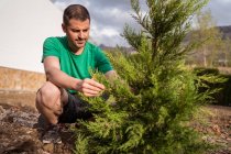 Adulto maschio orticoltore piantare albero sempreverde sulla terra — Foto stock
