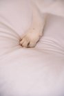 From above closeup of paw of domestic dog lying on soft plaid at home — Stock Photo
