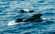 Baleias-piloto com barbatanas nadando no oceano azul ondulado com espuma à luz do dia em Tenerife Espanha — Fotografia de Stock