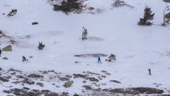 Лижники катаються на лижах серед дерев, що ростуть на засніжених горах у сонячний день . — стокове фото