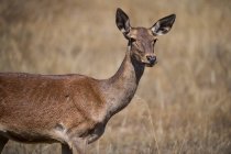 Wild doe deer grazing in the meadow — Stock Photo