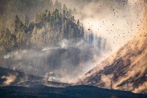 Lavaexplosionen des Kraters in der Nähe des Waldes. Cumbre Vieja Vulkanausbruch auf La Palma Kanarische Inseln, Spanien 2021 — Stockfoto