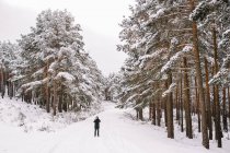 Далекий человек в верхней одежде, стоящий на снежной дорожке среди снежных хвойных деревьев в зимнем лесу, фотографируя пейзаж с мобильного телефона — стоковое фото