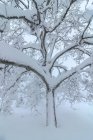Сценический вид заросшего дерева с изогнутыми сухими ветвями, растущими на снежной местности зимой — стоковое фото