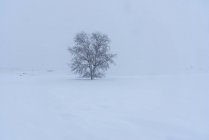 Vista panorámica del árbol seco que crece en tierra nevada con laderas bajo el cielo claro en el día de invierno en el campo - foto de stock