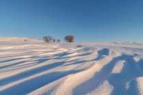 Пейзаж холма, покрытого снегом и голыми кустарниками, растущими в зимней природе под безоблачным голубым небом — стоковое фото