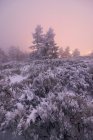 Árvores de coníferas cobertas de neve no nebuloso vale de inverno no Parque Nacional da Serra de Guadarrama ao pôr-do-sol — Fotografia de Stock