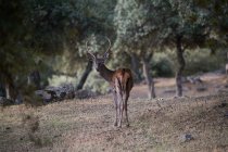 Cervo selvatico che pascola nel prato nel bosco — Foto stock