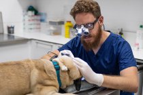 Chirurgo veterinario con la barba non curata che lavora con lenti d'ingrandimento sopra gli occhiali — Foto stock