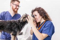 Сконцентровані ветеринарні колеги під час візиту до ветеринарної лікарні перевіряють вухо пухнастого йоркширського тер 