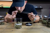 Unrecognizable adult male in cap with tweezers smelling dried hemp floral bud above table with jars in workspace — Stock Photo
