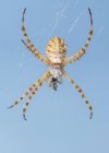 Крупним планом Тигровий павук (Argiope lobata ) — стокове фото