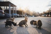 Fluffy gatos maullando y mendigando por comida mientras sentado en asfalto suelo en calle - foto de stock