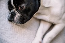 De cima de um bulldog francês com um olho aberto deitado em um cobertor — Fotografia de Stock