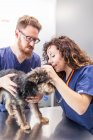 Des collègues vétérinaires concentrés vérifient les oreilles du Yorkshire Terrier pelucheux lors d'une visite à l'hôpital vétérinaire — Photo de stock