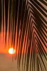 Rameau de palmier avec de longues feuilles pointues poussant contre le soleil orange au coucher du soleil en Malaisie — Photo de stock