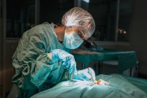 Veterinario en guantes estériles con pinzas quirúrgicas y tijeras operando animal anónimo en el hospital - foto de stock