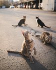 Fluffy cats meowing and begging for food while sitting on asphalt ground on street — Stock Photo