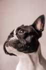 Bulldog francés pequeño de perfil con orejas levantadas mirando hacia otro lado sobre un fondo rosa - foto de stock