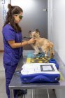 Vista lateral del fisioterapeuta veterinario aplicando cuidado por ultrasonido a un perro con una pierna trasera vendada - foto de stock