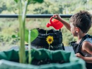 Aufrichtiges Kind in Gartenschürze mit Gießkanne und blühendem Helianthus gegen Alocasia auf dem Balkon — Stockfoto