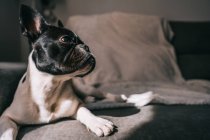 Curious purebred domestic French Bulldog lying on comfortable couch with blanket at bright sunshine looking away — Stock Photo