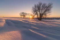 Scenery of vast endless terrain covered with snow with bare trees growing in winter countryside at sundown — Stock Photo