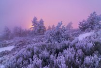 Alberi di conifere ricoperti di neve che crescono nella nebbiosa valle invernale del Parco Nazionale della Sierra de Guadarrama al tramonto — Foto stock