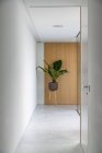 Pianta esotica con grandi foglie verdi in vaso poste nel corridoio della villa contemporanea nella giornata di sole — Foto stock