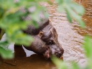 Ângulo alto do hipopótamo com a pele cinza que bebe a água na lagoa com ondulações na luz do dia — Fotografia de Stock