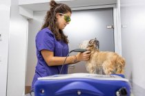 Visão lateral do fisioterapeuta veterinário aplicando cuidados de ultra-som para um cão com uma pata traseira enfaixada — Fotografia de Stock