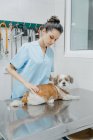 Atenta joven médico veterinario examinando la espalda de perro de raza pura esponjosa en la mesa de metal en el hospital - foto de stock