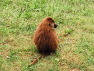 Babuino con abrigo marrón esponjoso mirando hacia otro lado mientras está sentado en el prado en savanna en el día de verano - foto de stock
