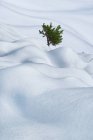 Einsamer Nadelbaum mit Nadeln, die auf Ästen zwischen Schneeverwehungen in verschneiter Winternatur wachsen — Stockfoto