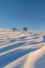 Краєвид пагорба вкритий снігом і голими чагарниками, що ростуть в зимовій природі під безхмарним блакитним небом — стокове фото