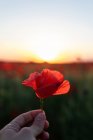 Cultivateur tenant floraison Fleur de papavier aux pétales tendres incurvés poussant sur prairie dans la campagne du soir — Photo de stock