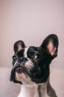 Bulldog francés pequeño con orejas levantadas mirando hacia otro lado sobre un fondo rosa - foto de stock