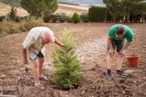 Pai sênior com filho adulto plantando árvore sempre verde em poço com solo áspero à luz do dia — Fotografia de Stock