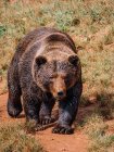 Piccolo orso con pelliccia marrone guardando lontano mentre in piedi su un supporto grezzo di giorno su sfondo sfocato — Foto stock