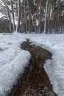 Riacho sinuoso que flui através de floresta sem folhas coberta de neve no inverno Parque Nacional Sierra de Guadarrama — Fotografia de Stock