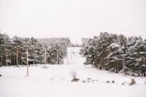 Ряд стовпів з електричними дротами, розташованими серед засніжених хвойних дерев у лісі в хмарний зимовий день — стокове фото