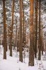 Árboles altos y perennes con ramas nevadas que crecen en bosques silvestres en el día de invierno - foto de stock