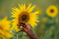Врожай невизначена етнічна жінка, яка торкається квітучого соняшника з приємним ароматом і ніжними пелюстками в сільській місцевості — стокове фото