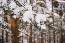 Высокие вечнозеленые деревья со снежными ветвями, растущими в диких лесах в зимний день — стоковое фото