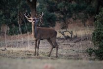 Ciervo salvaje pastando en el prado en el bosque - foto de stock