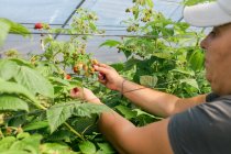 Cultivar hembras agricultoras adultas de pie en invernadero y recolectar frambuesas maduras de arbustos durante el proceso de cosecha - foto de stock
