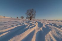 Пейзаж холма, покрытого снегом и голыми кустарниками, растущими в зимней природе под безоблачным голубым небом — стоковое фото