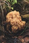 Съедобные коралловые грибы Рамарии, растущие на земле, покрытой опавшими листьями картошки в осеннем лесу — стоковое фото